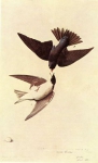 Графика Птицы TREE SWALLOW